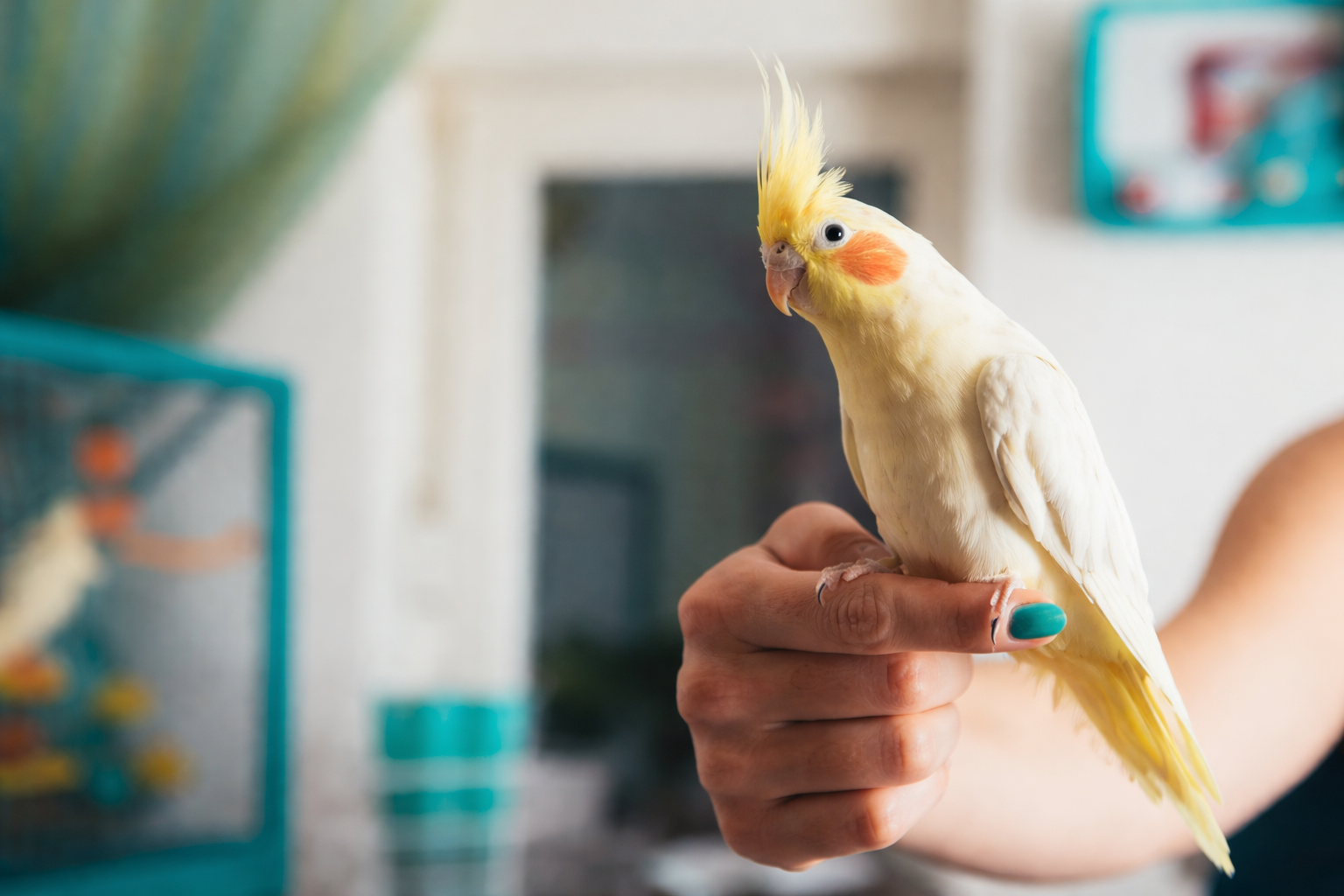 A man is holding a green parrot on his shoulder.