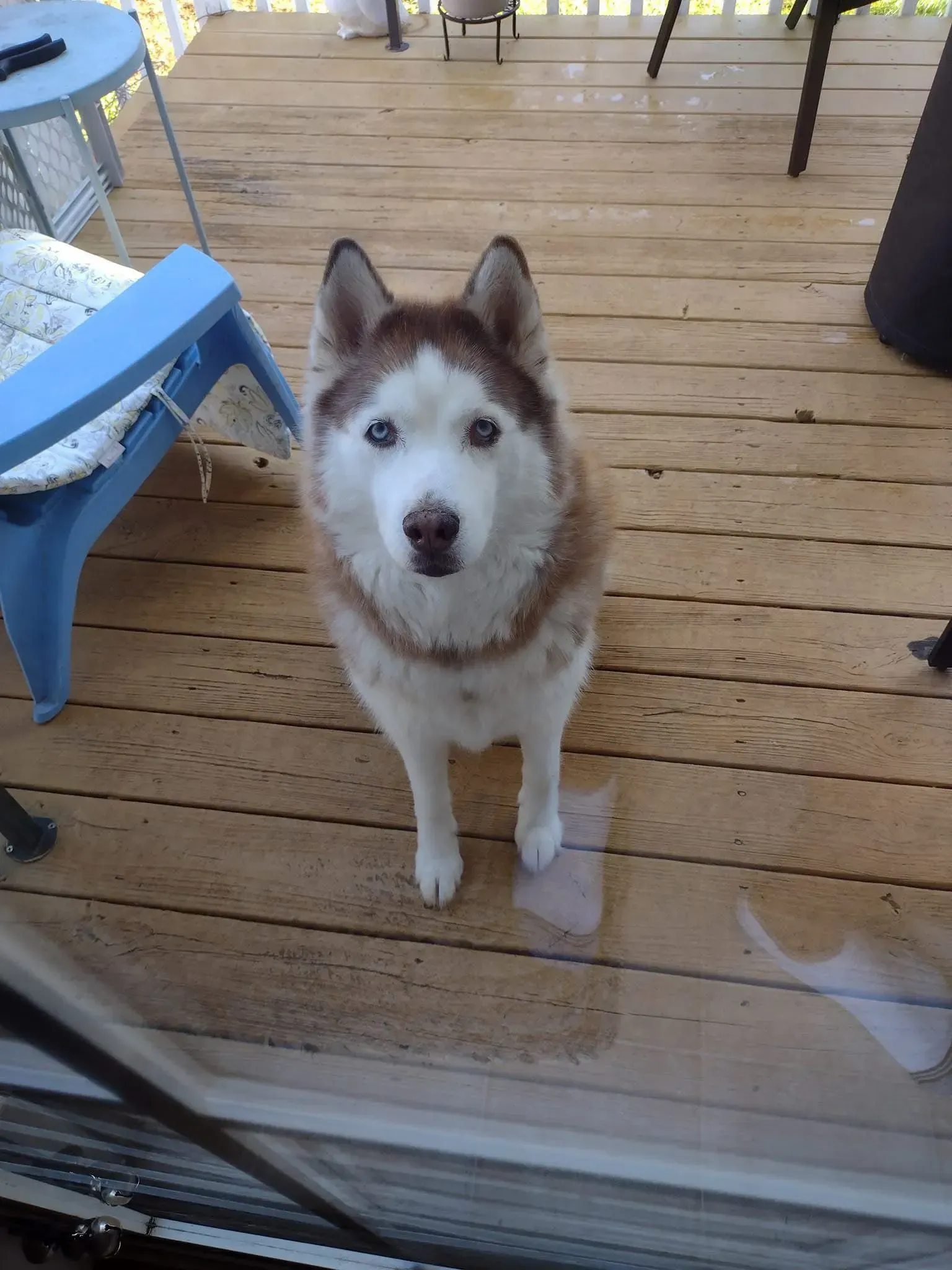 A husky dog standing on a wooden deck looking at the camera