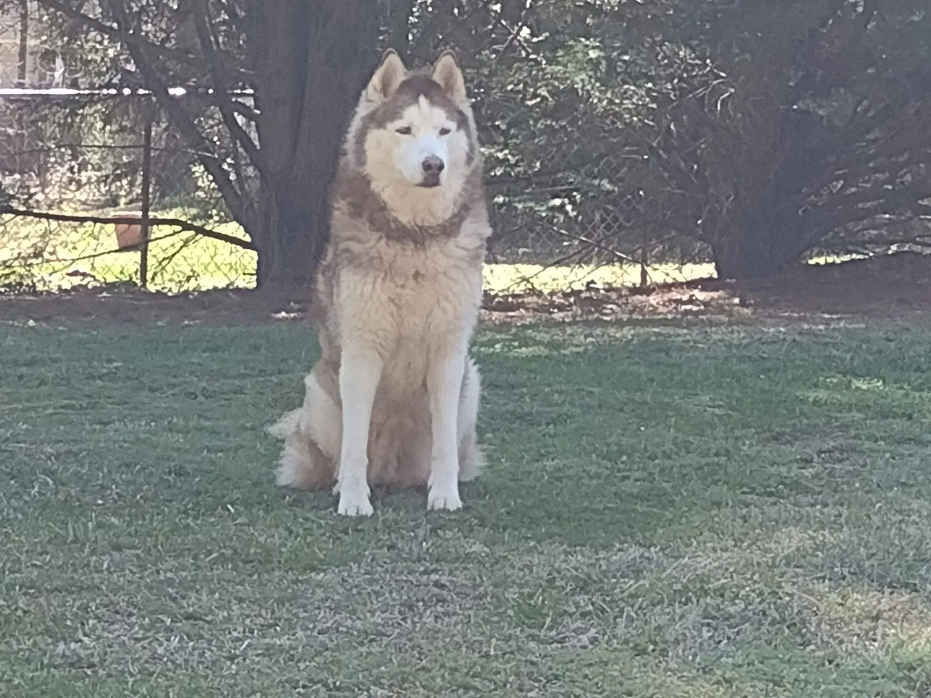 A husky dog is sitting in the grass looking at the camera