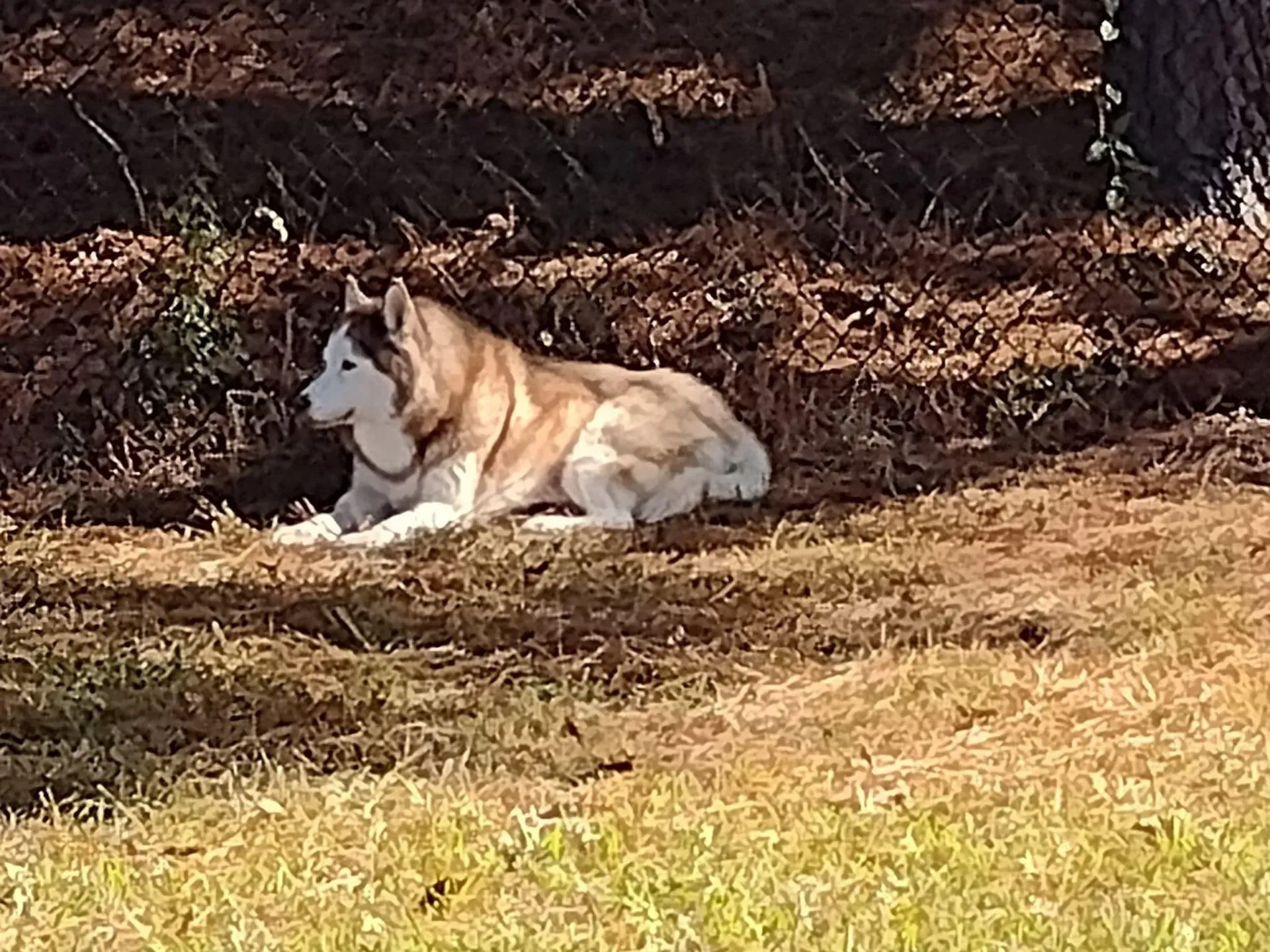 A husky dog is laying in the grass next to a fence.