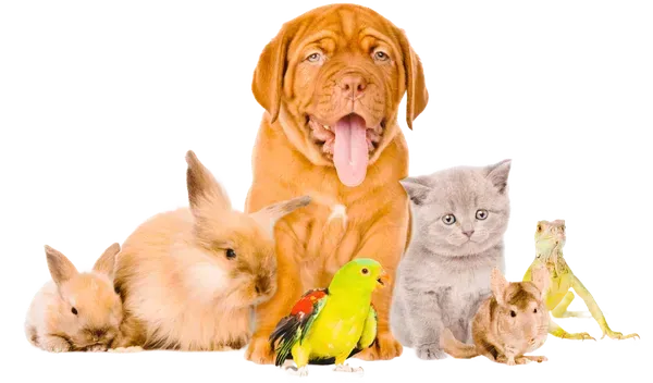 A dog , cat , rabbit , parrot , mouse and frog are sitting next to each other.