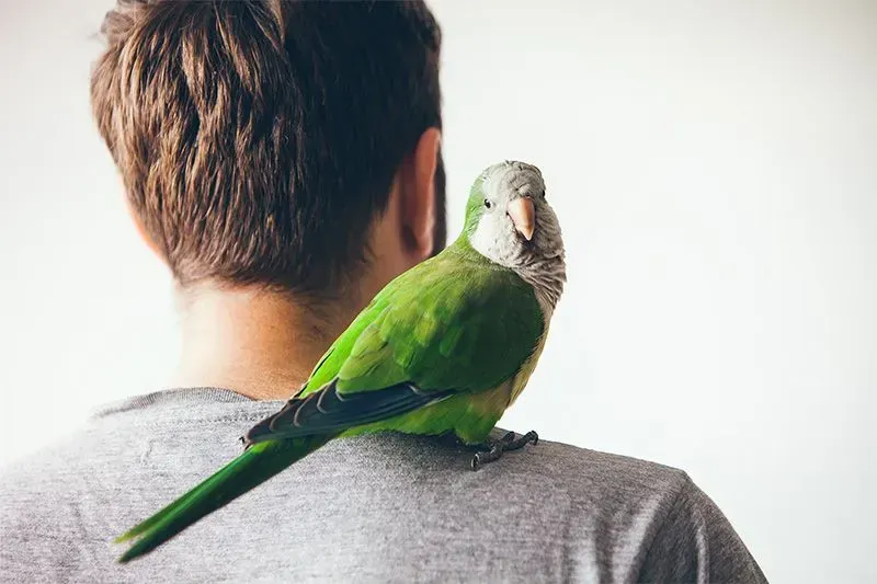 A man is holding a green parrot on his shoulder.