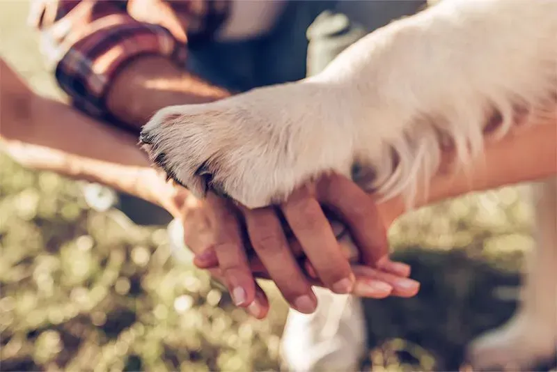 A group of people are holding a dog 's paw in their hands.