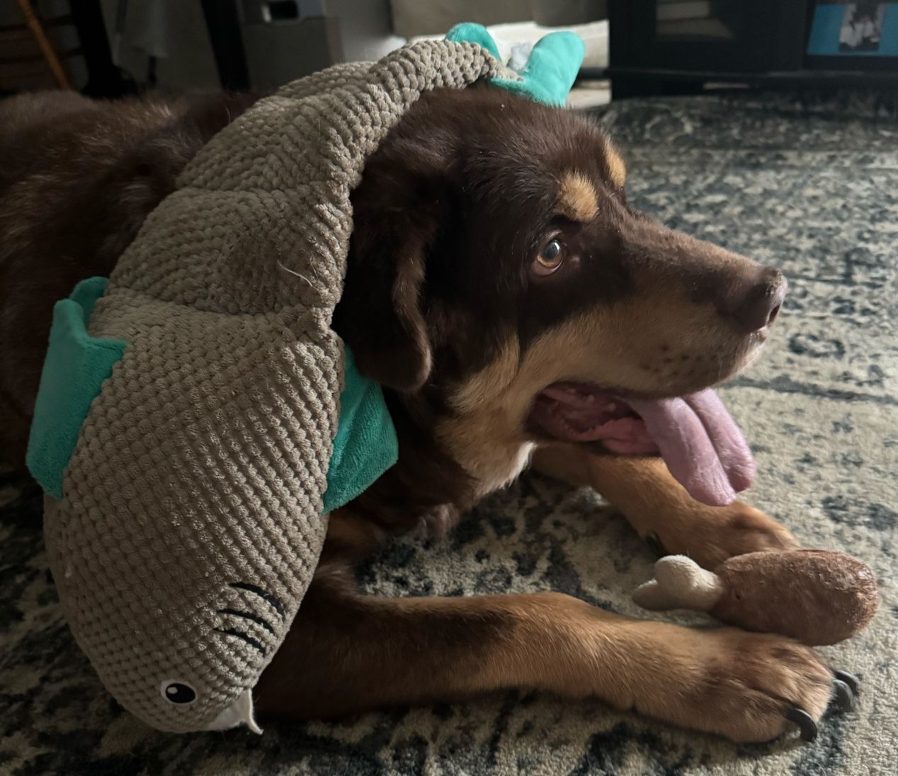 A dog wearing a shark costume is laying on the floor