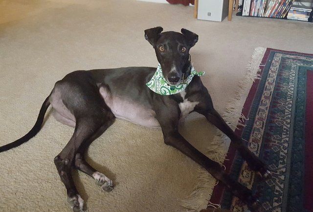 A dog wearing a green bandana is laying on the floor