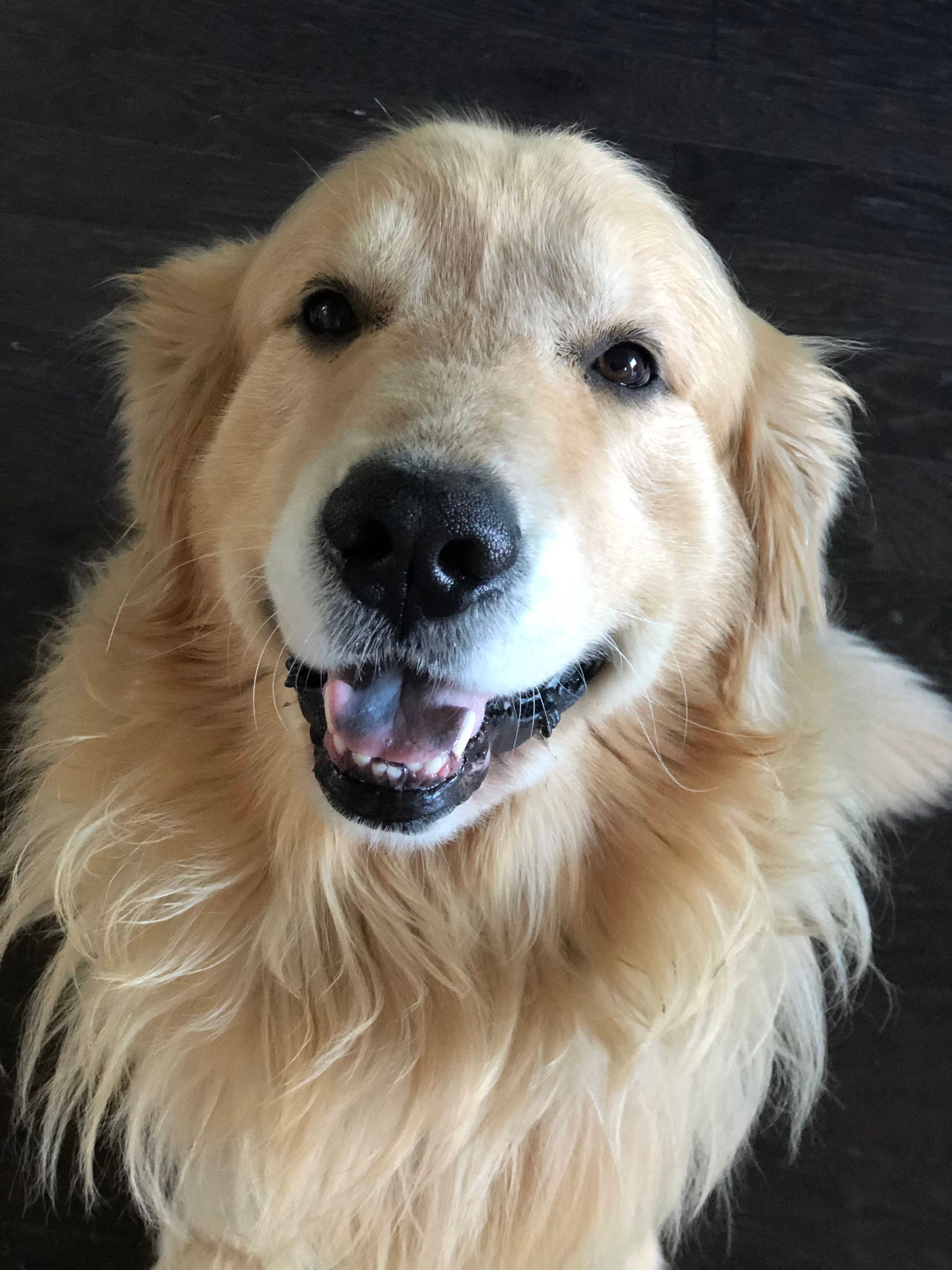 A close up of a dog 's face with its tongue out.