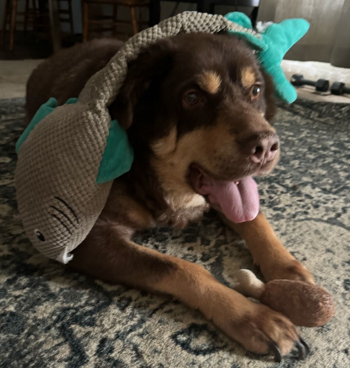 A dog laying on a rug with a stuffed animal on its head