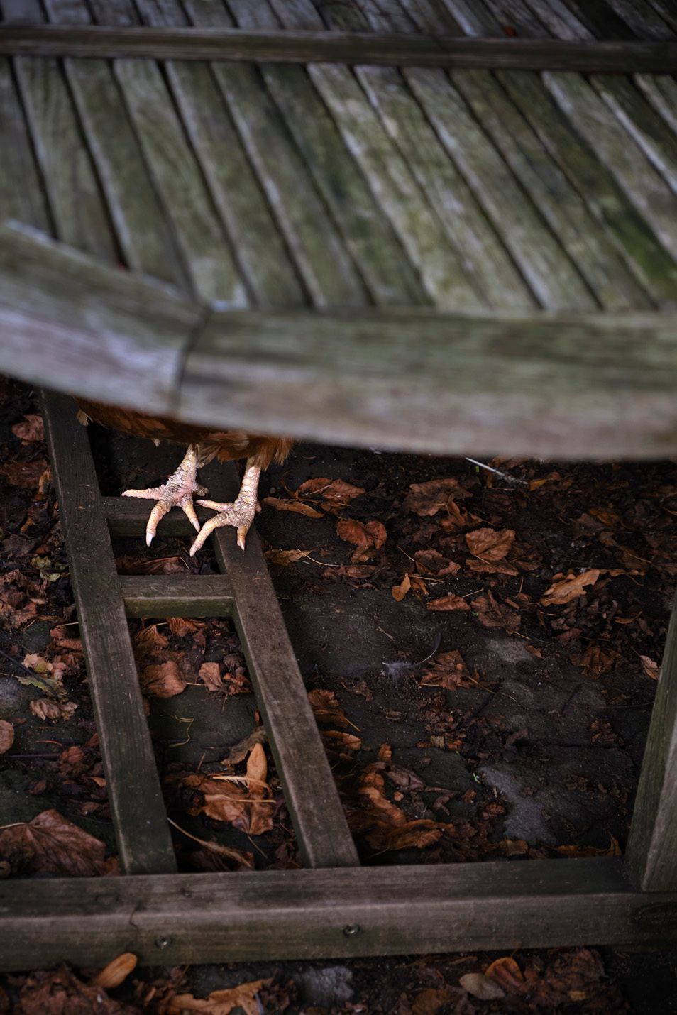 huhn, hühnerfüsse, huhn versteckt sich unter einemTisch