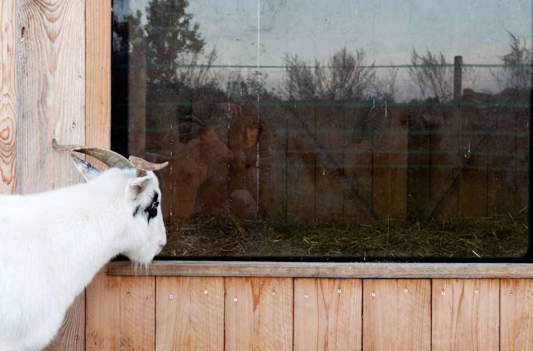 Ziege, Fenster, Stall, Gnadenhof