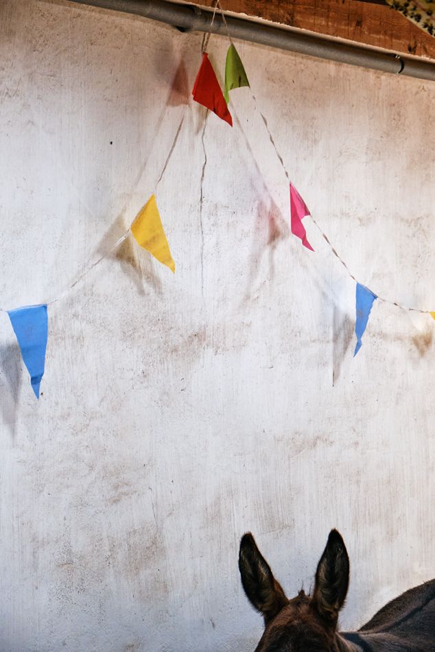 Esel, Stall, Gnadenhof