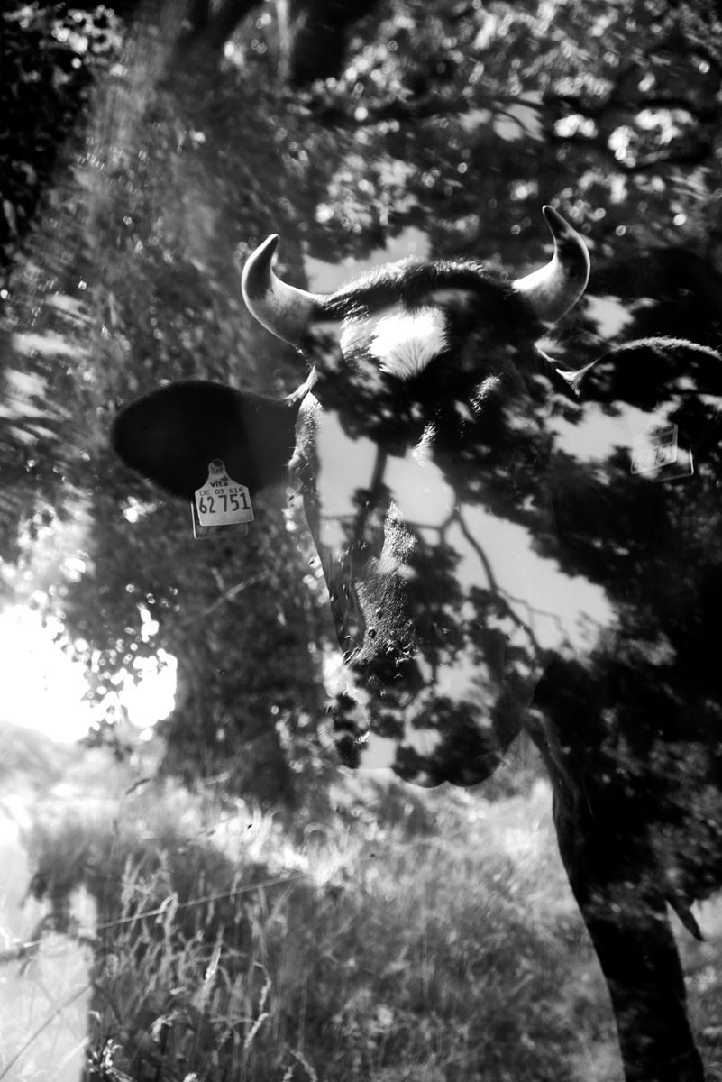 kuhportrait schwarz weiß