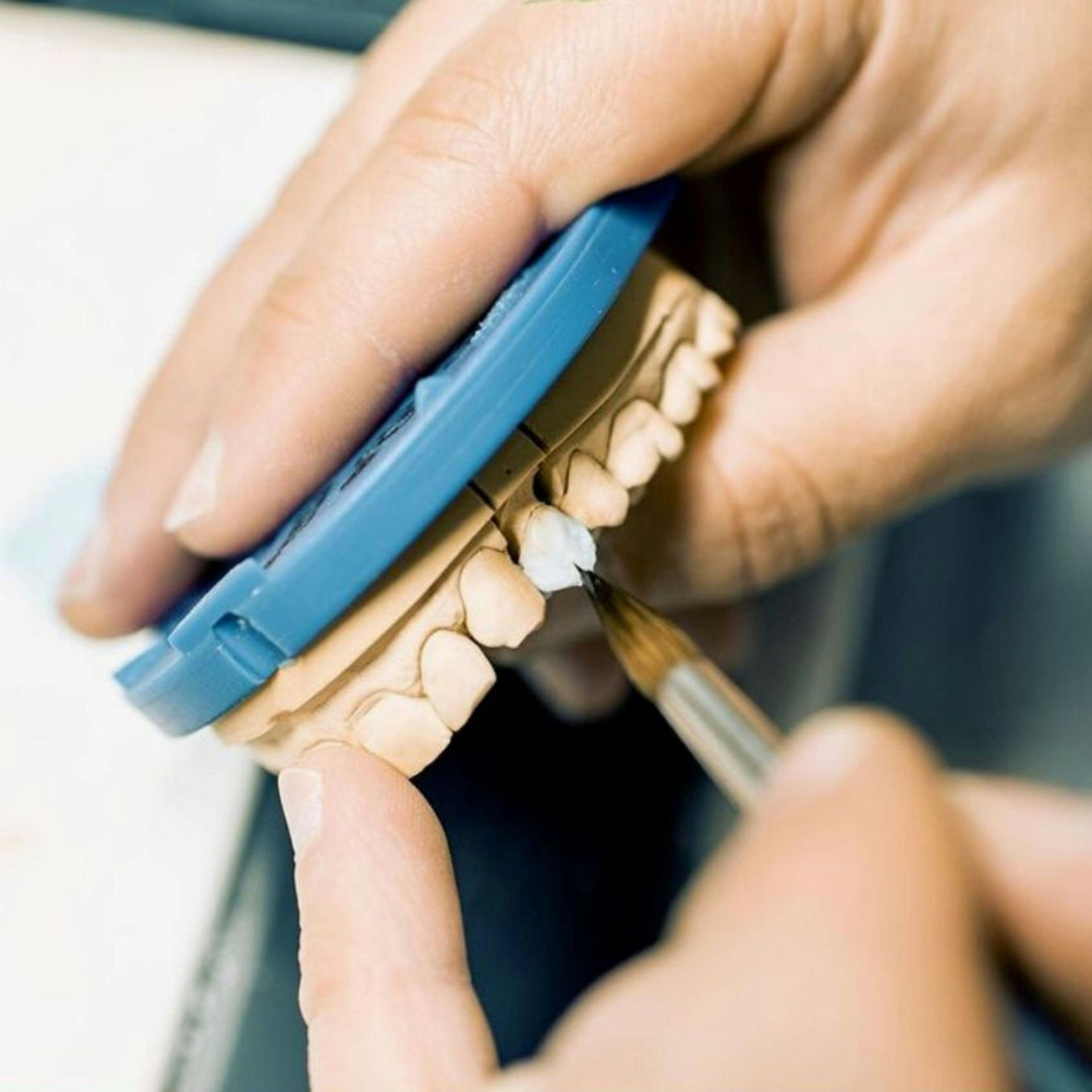 A person is holding a model of teeth with a brush