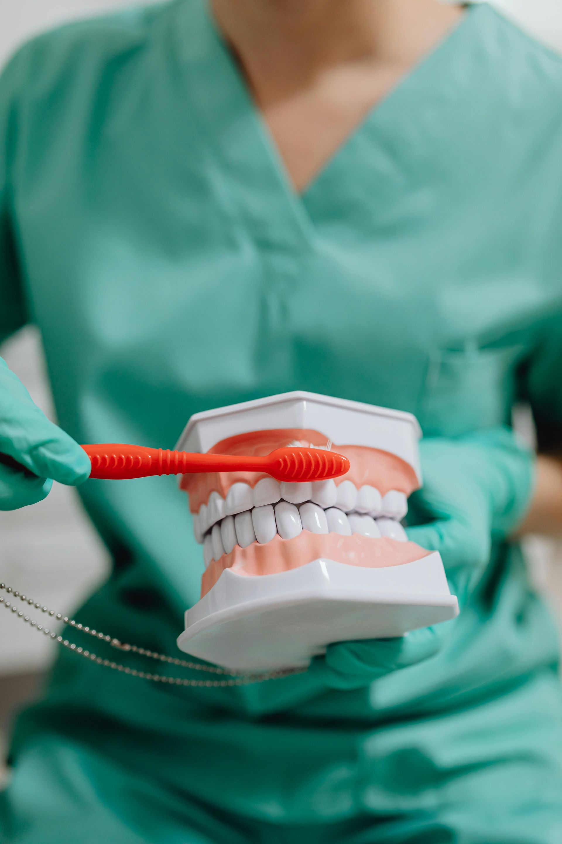 A dentist is brushing a model of teeth with a red toothbrush.