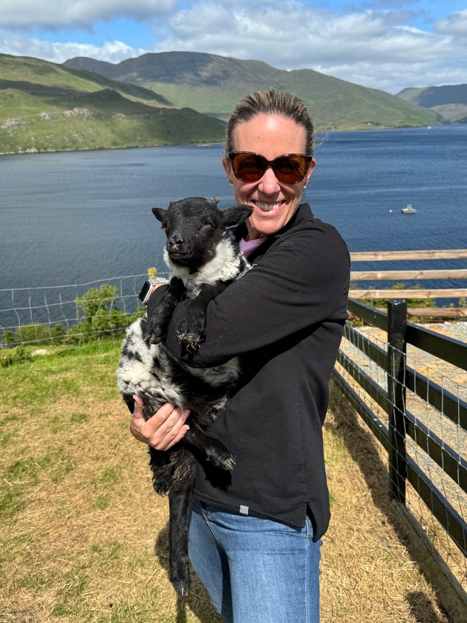 Irish Sheep Herding Demonstration