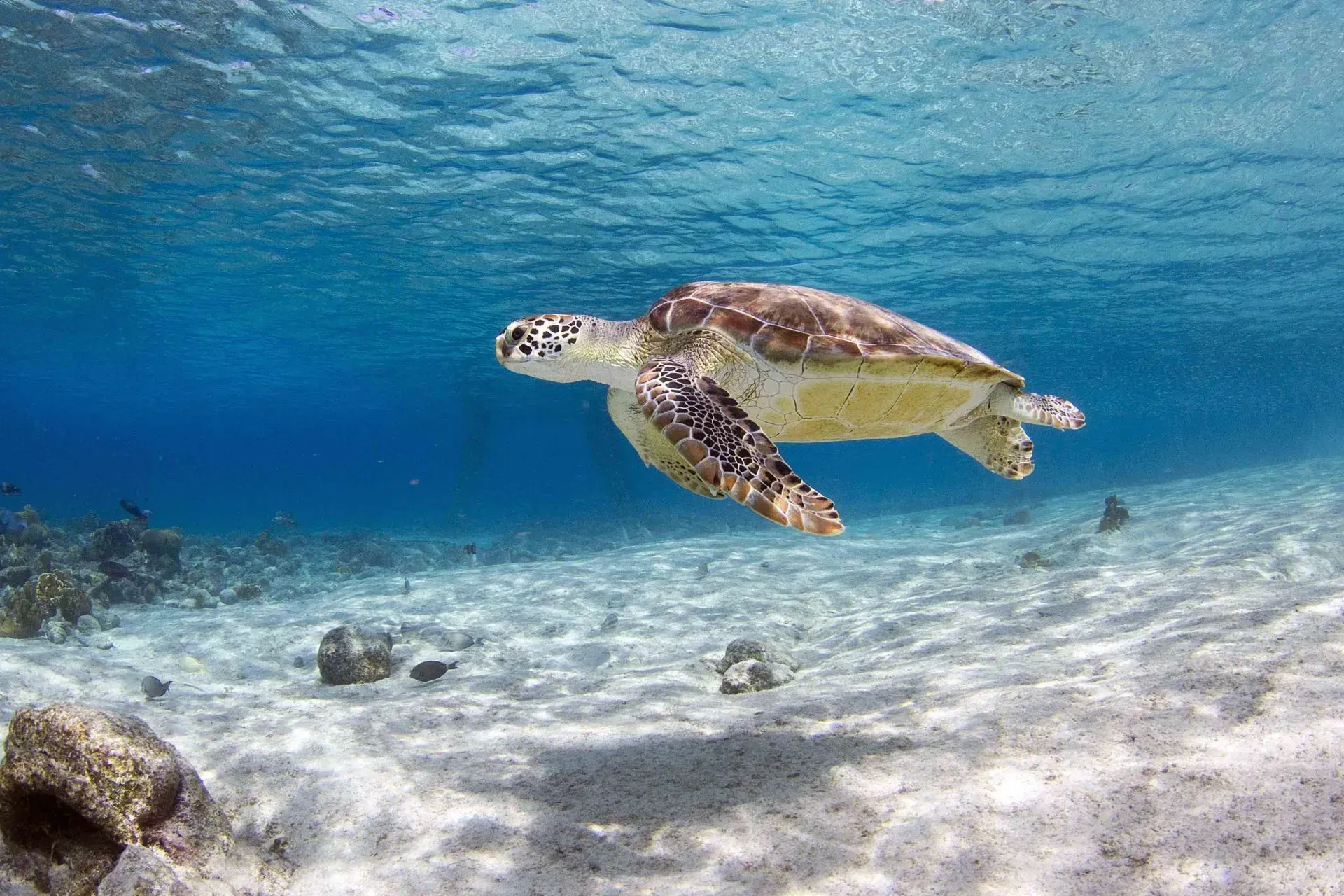 A sea turtle is swimming in the ocean. Bonaire