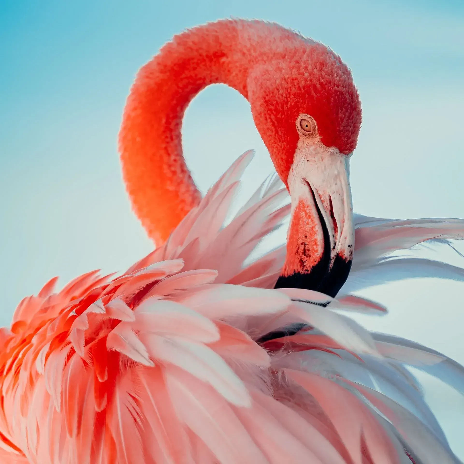 A close up of a flamingo against a blue sky