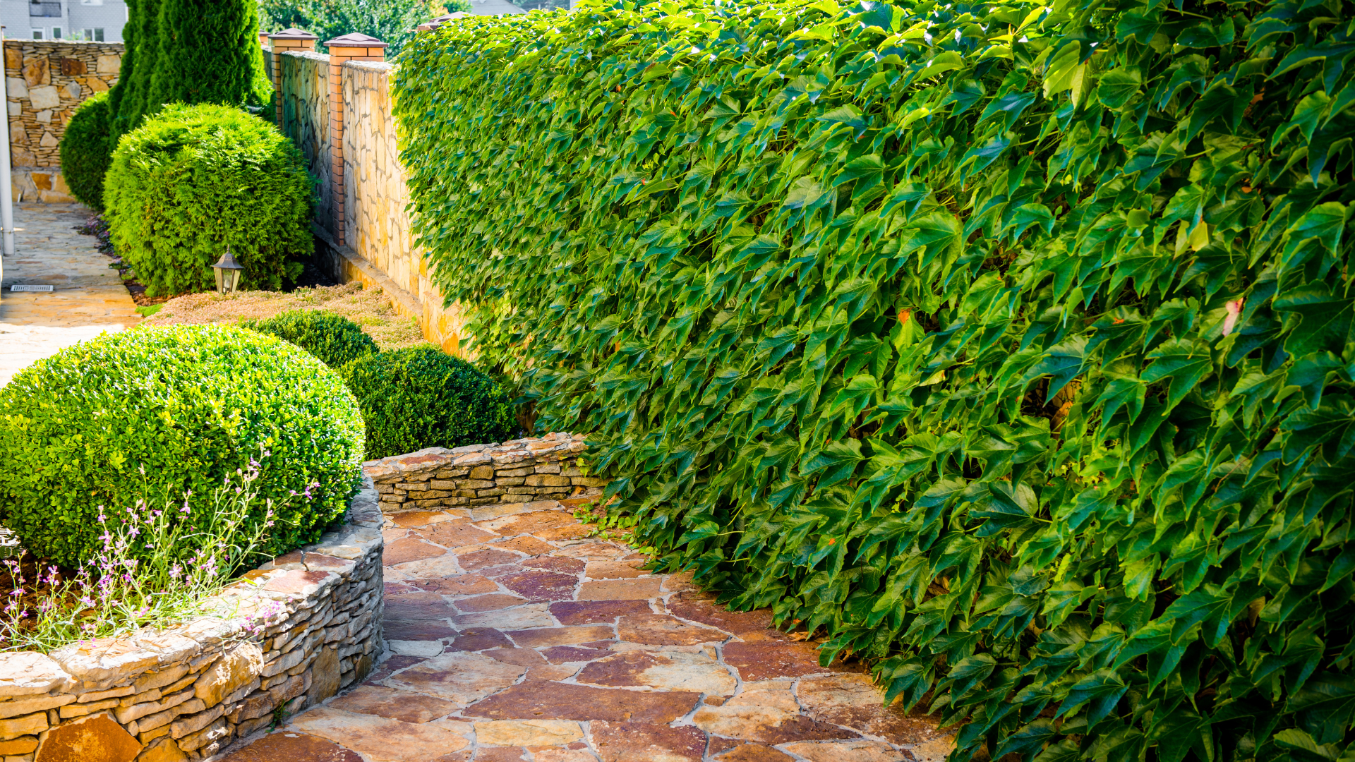 Stone path bordered by manicured hedges and a tall green vine wall.