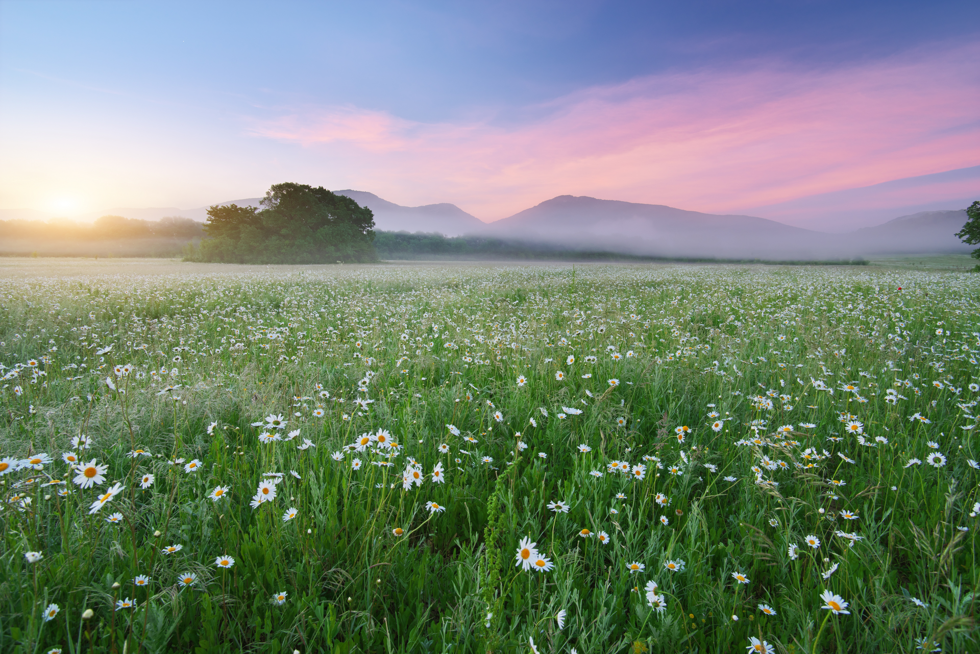 Field of white daisies in lush green grass with mountains and a pink and purple sunset.