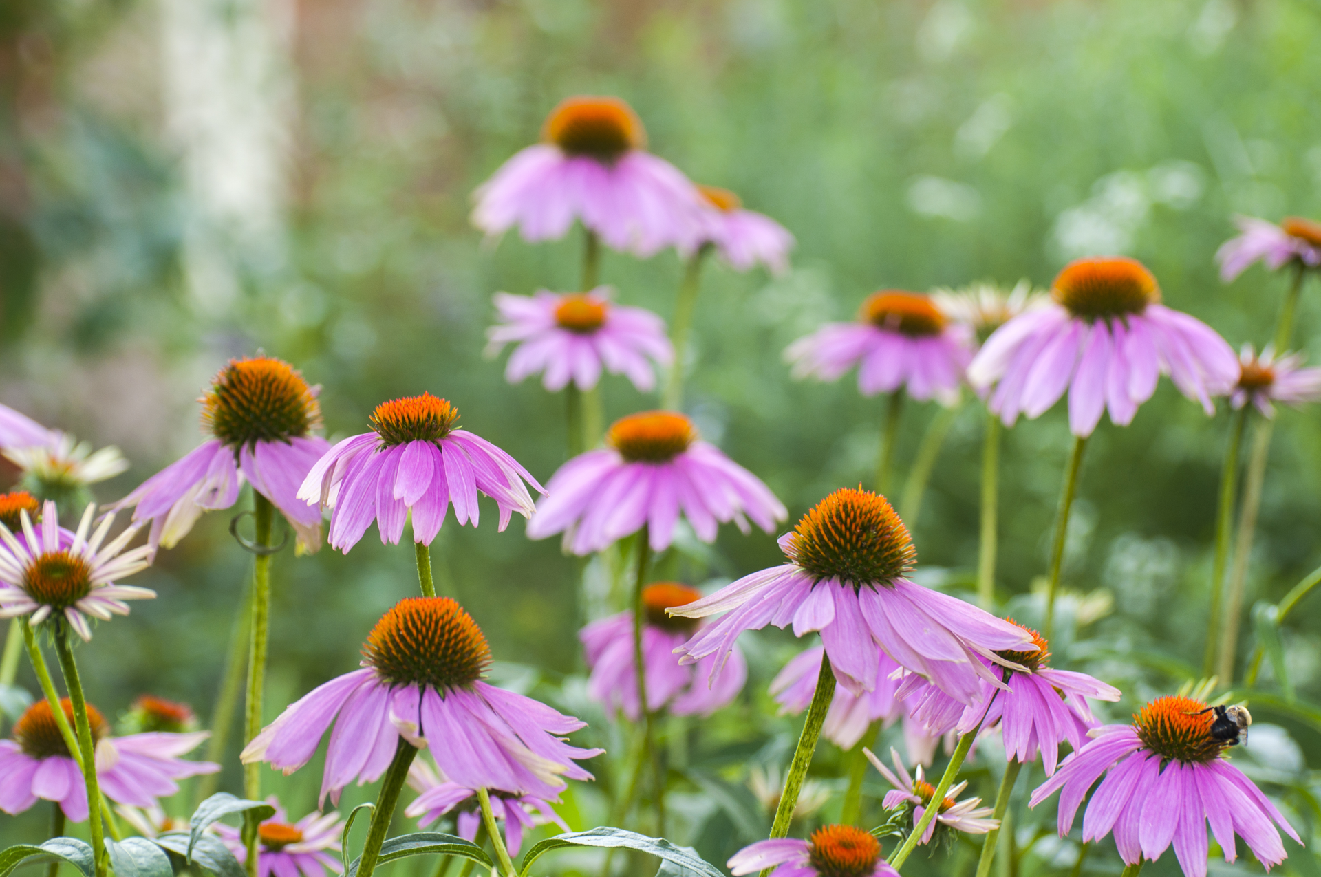 Purple coneflowers in a field with orange centers.