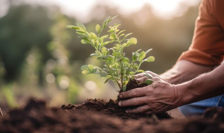 Hands planting a small green seedling in rich soil outdoors, with sunlight in the background