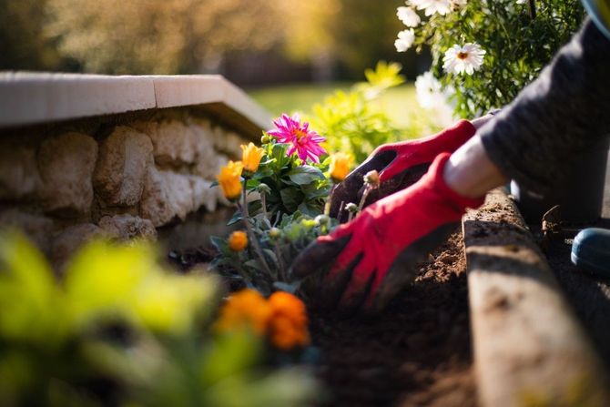 Gloved hands planting flowers in a garden bed beside a stone border.