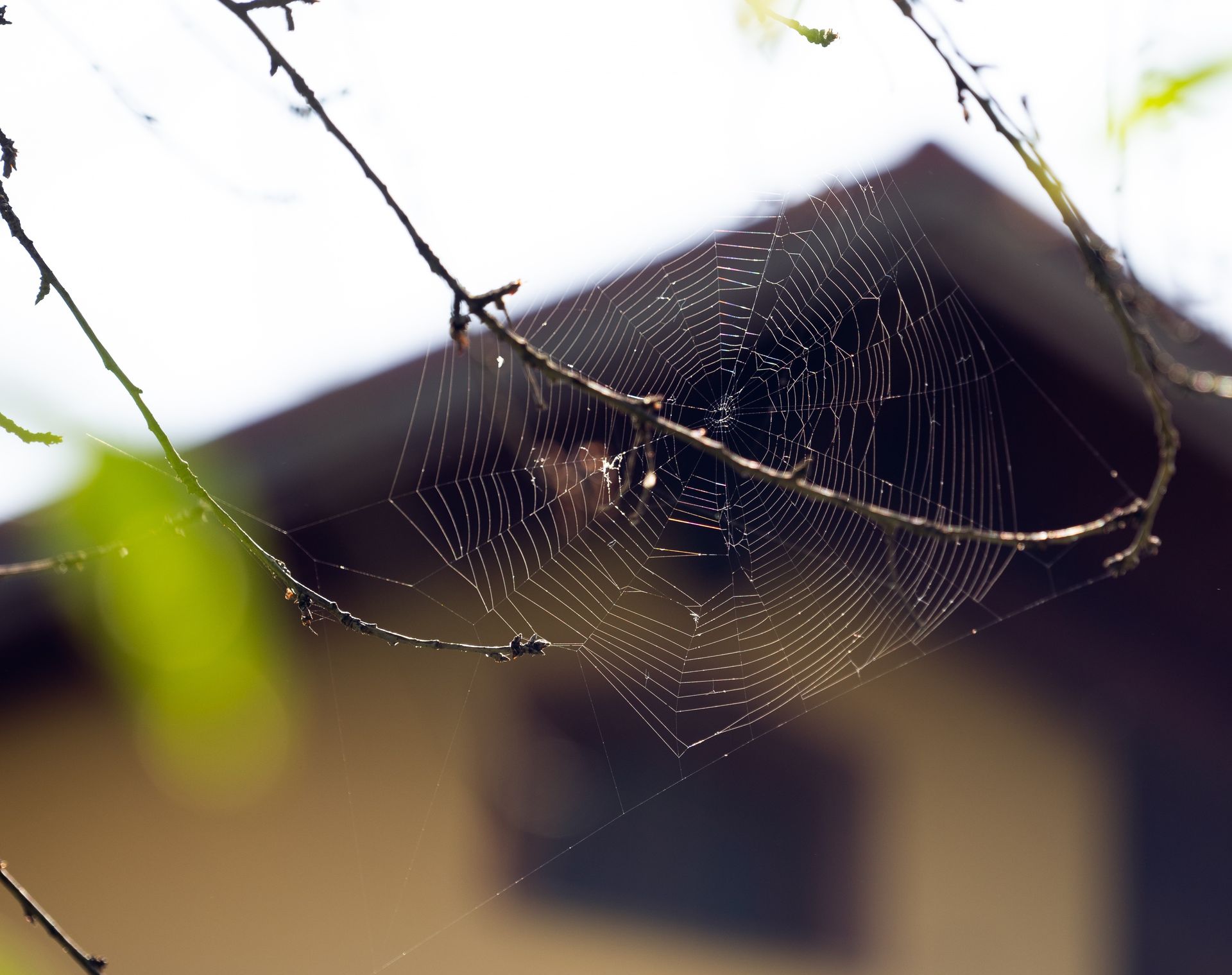 A spider web glistening in the sunlight, suspended on a tree branch.