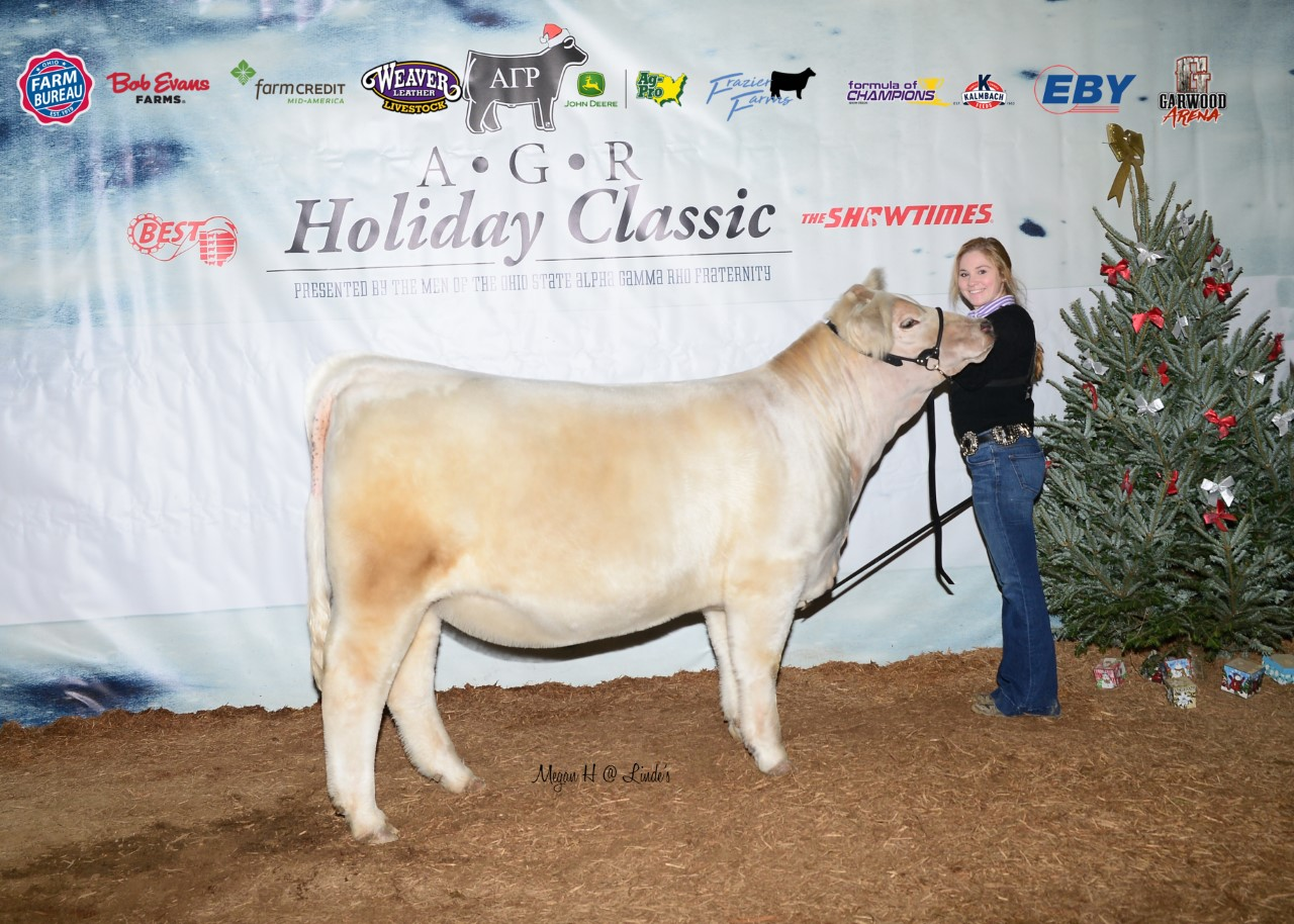 Reserve Champion Composite Charolais Female 2019 AGR Holiday Classic Shown by Grace Richards