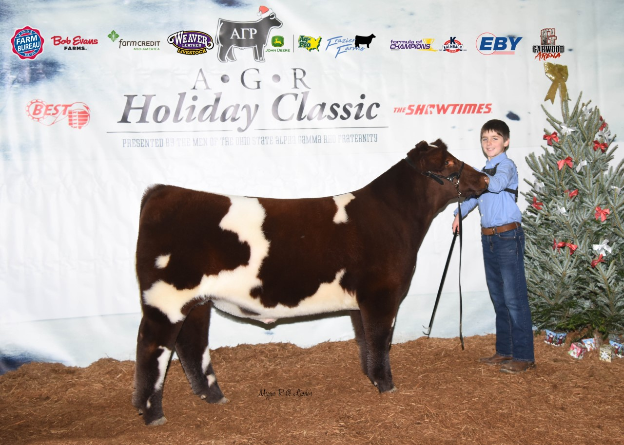 Reserve Champion Shorthorn Steer 2019 AGR Holiday Classic Shown by Tate Rismiller