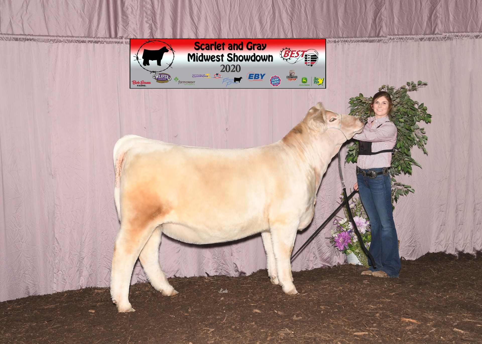 Champion Composite Charolais Female 2020 Scarlet & Gray Midwest Showdown Shown by Claire Richards