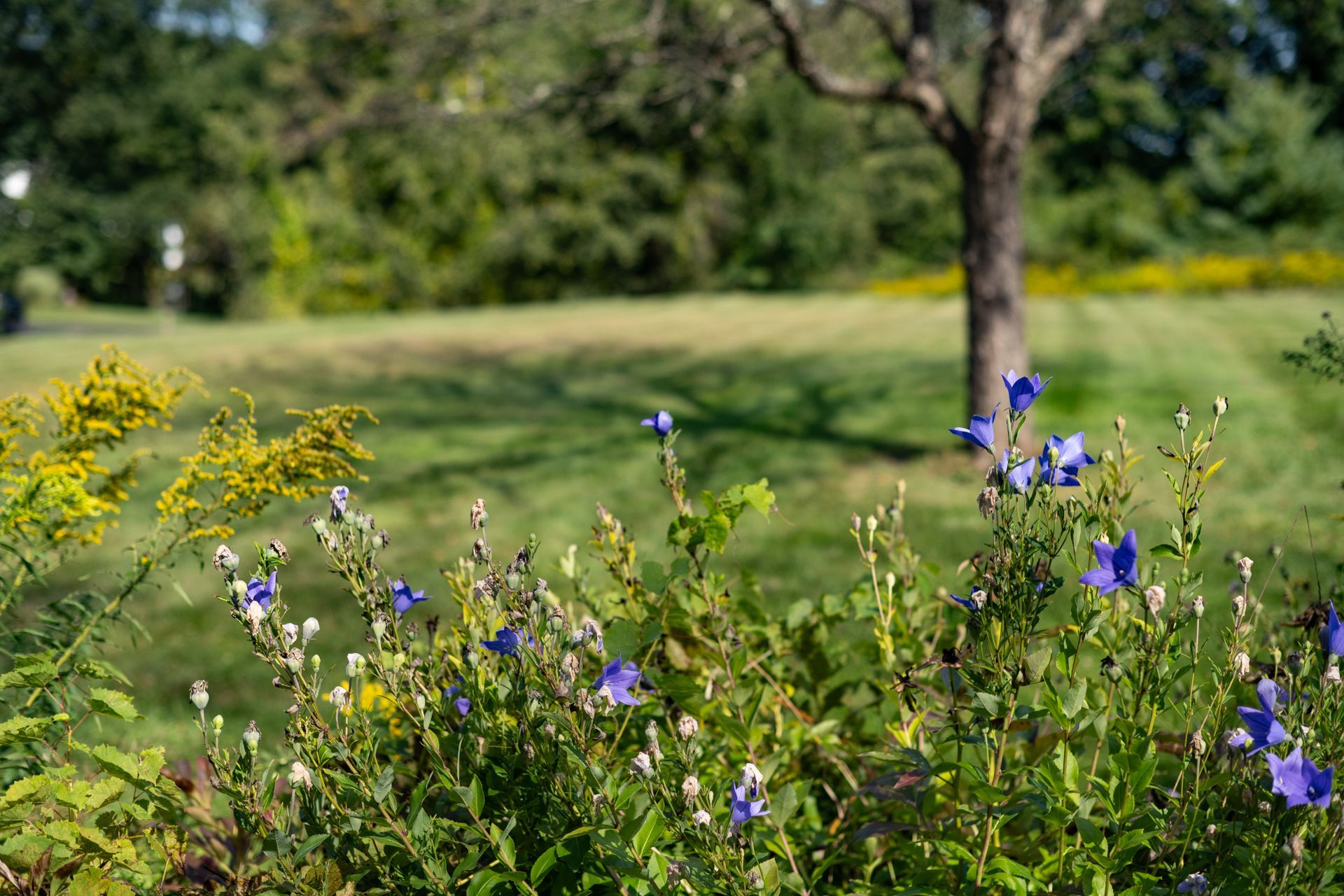 A bunch of flowers are growing in a garden with a tree in the background.