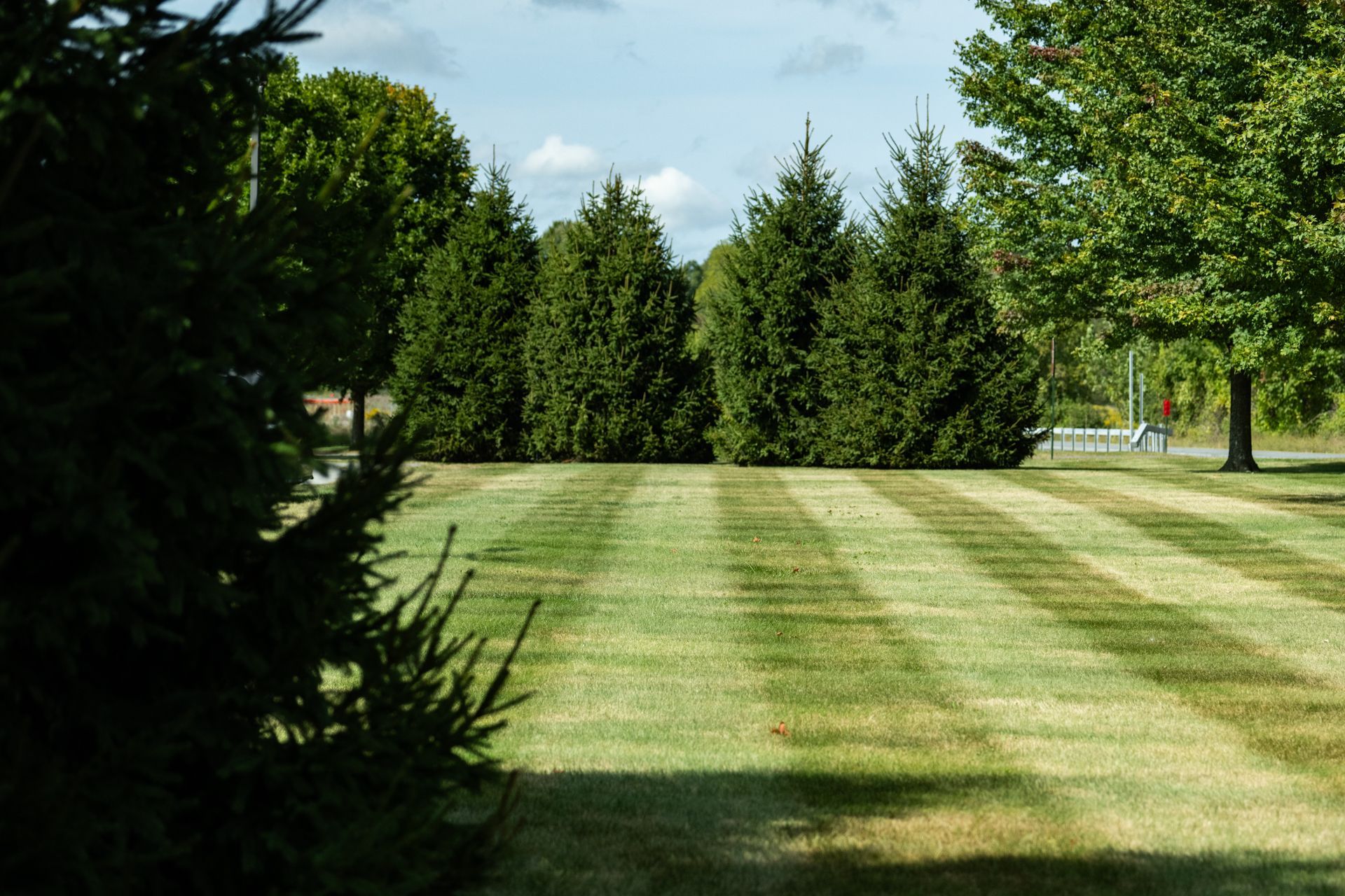 A lush green lawn with trees in the background