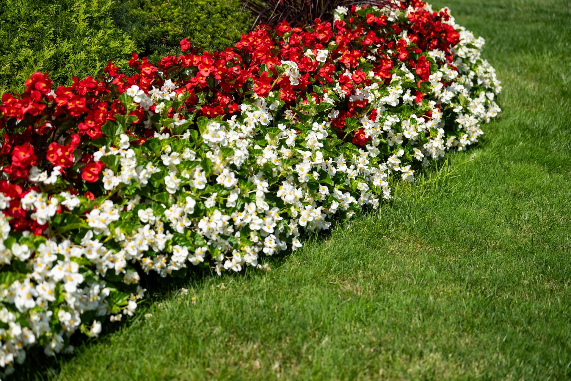 A row of red and white flowers in a garden.