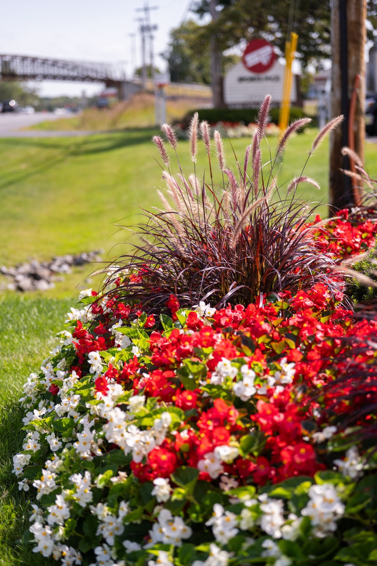 A bed of red and white flowers in a garden with a sign in the background.