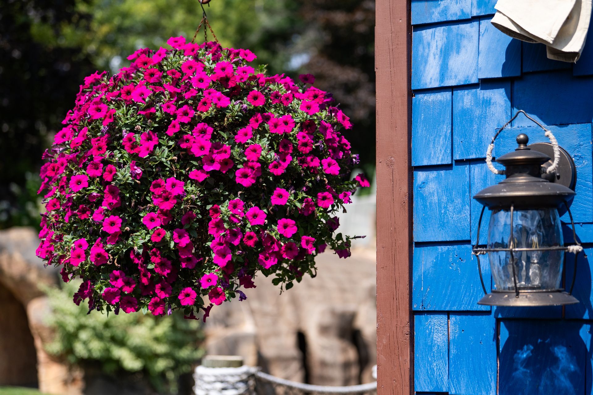 A hanging basket of pink flowers is hanging on a blue building.