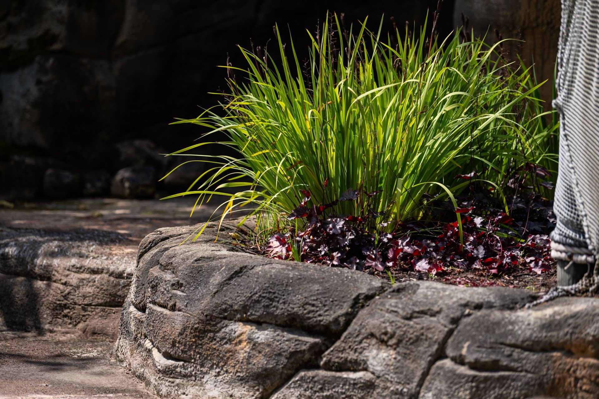 A person is standing next to a rock wall with a plant in it.