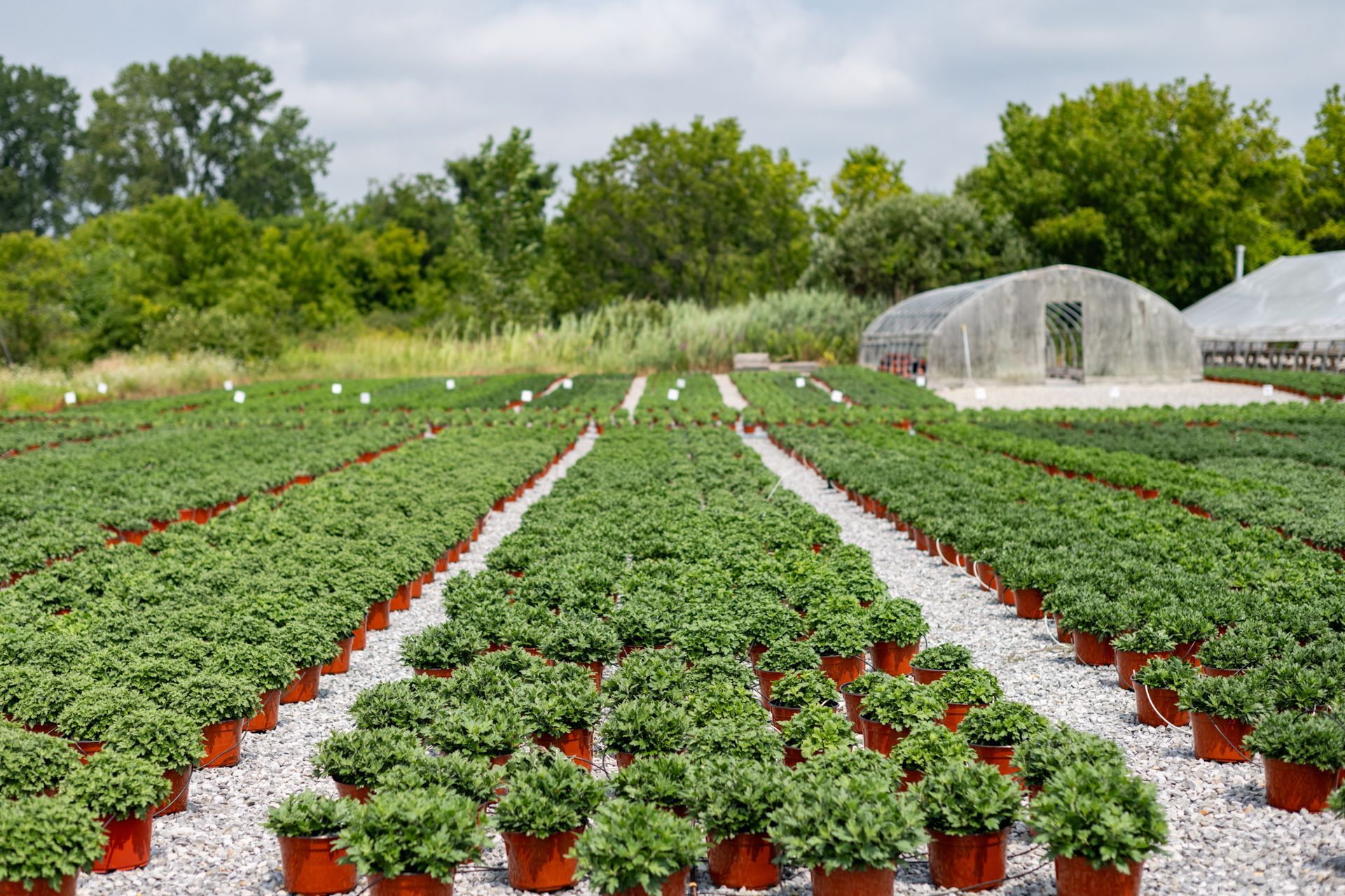 Rows of potted plants in a garden with a greenhouse in the background.