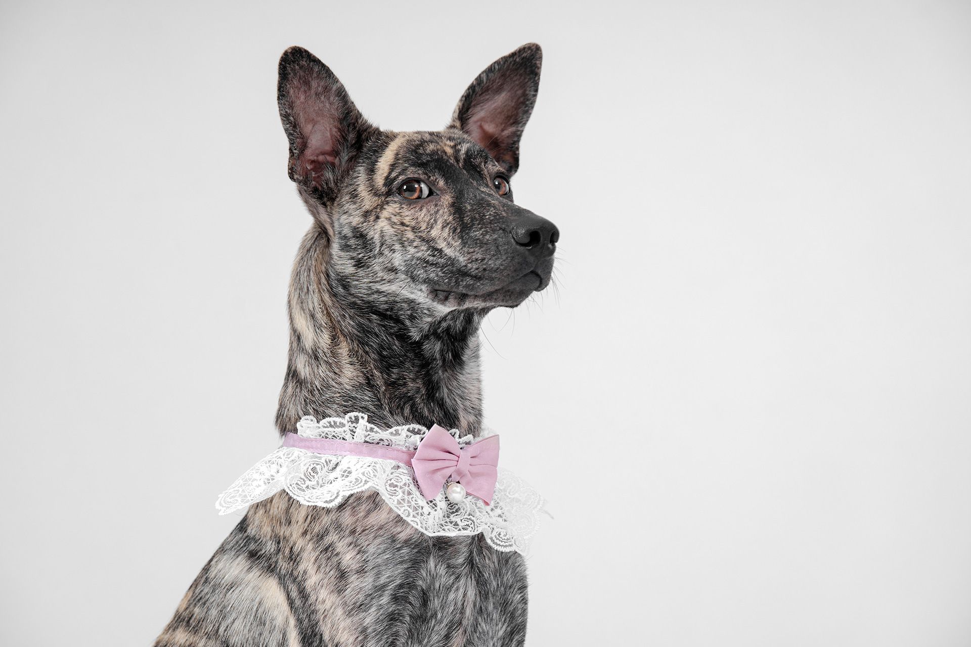 ? 梅｜毛孩體驗