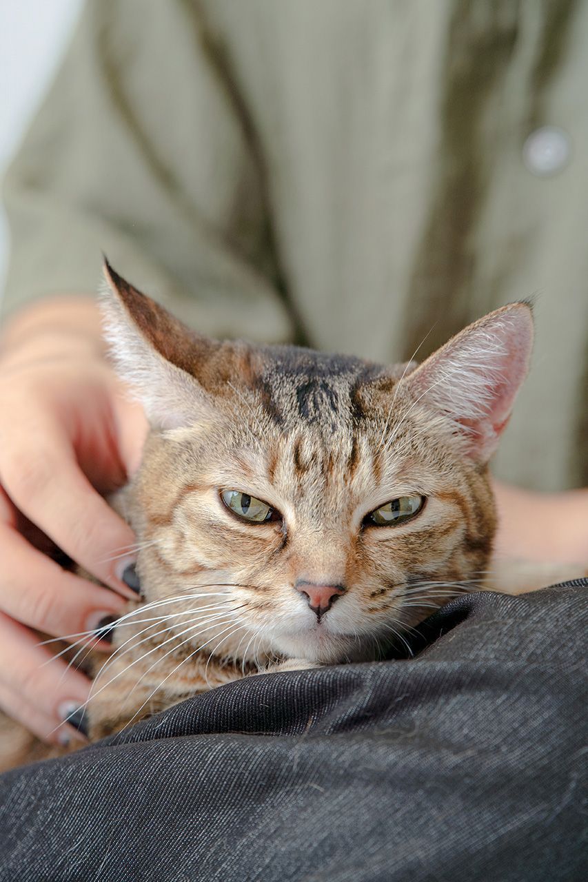 ? 竹｜日常寫真