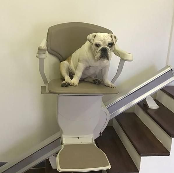 A dog is sitting on a chair on a set of stairs