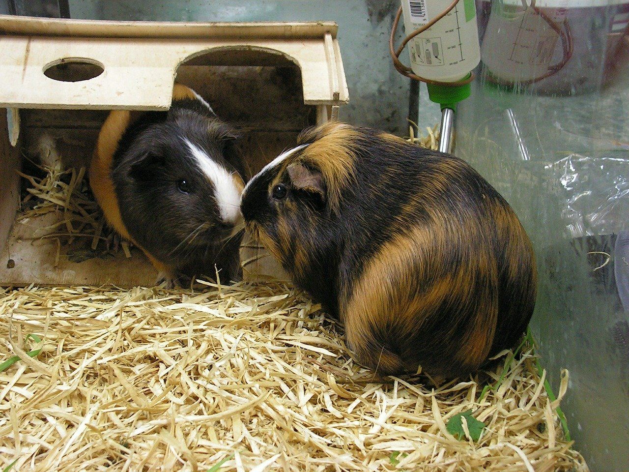 Smaller caged pet care for Guinea Pigs