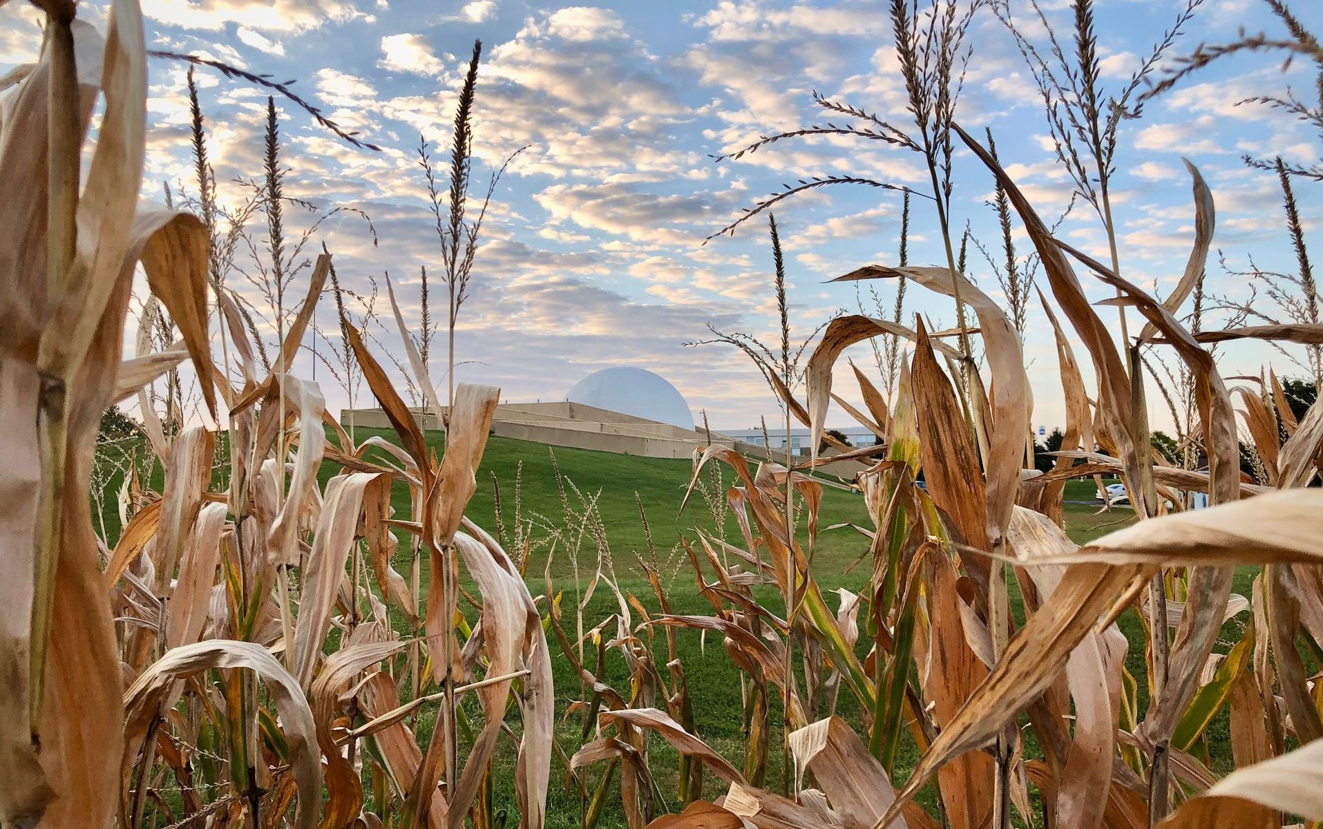 A field of corn with the Armstrong Museum in the background.