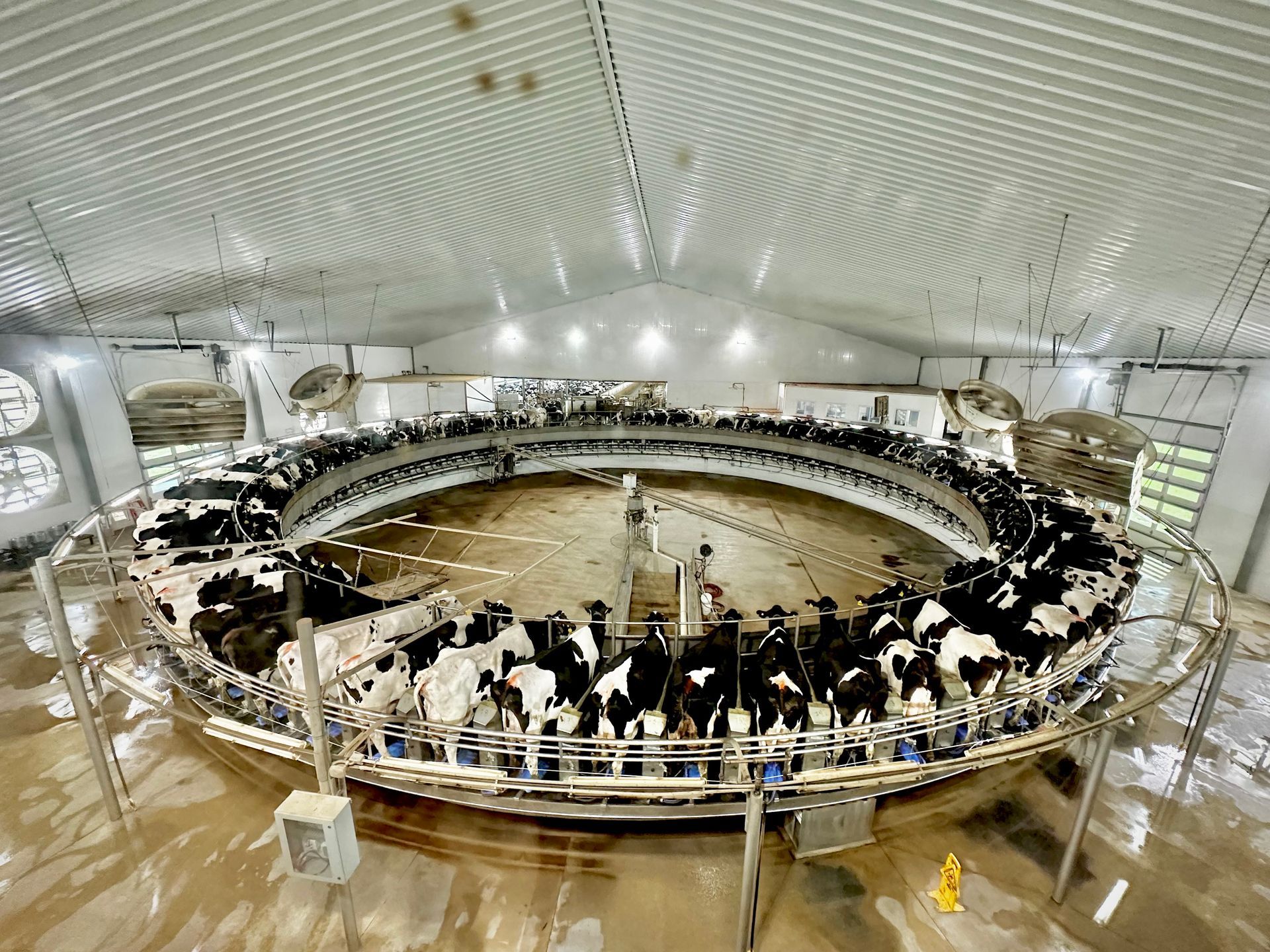 Cows getting milked at MVP Diary.