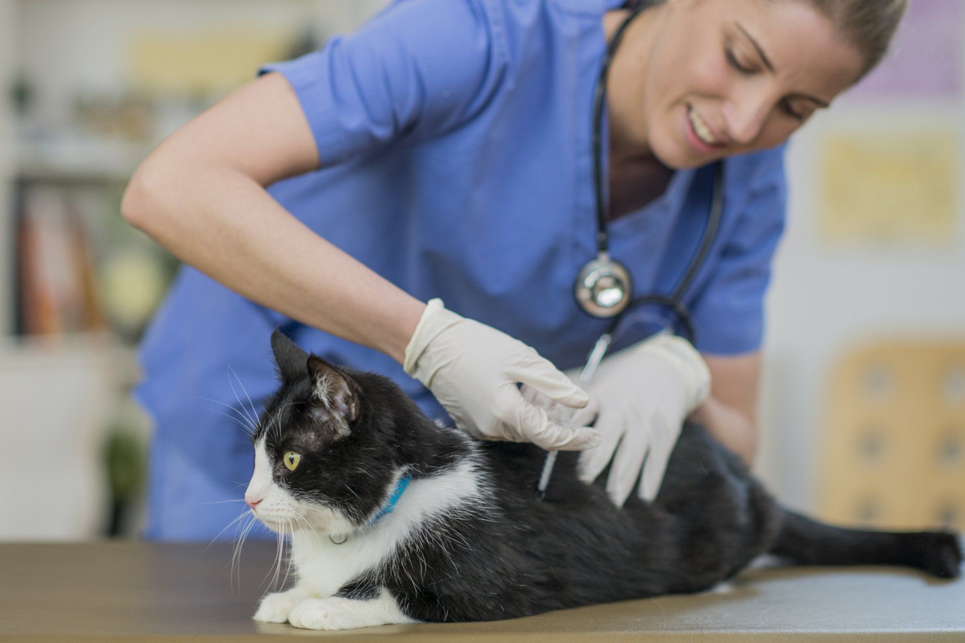 Vaccines And Wellness Care - Lexington, KY - North Lexington Veterinary