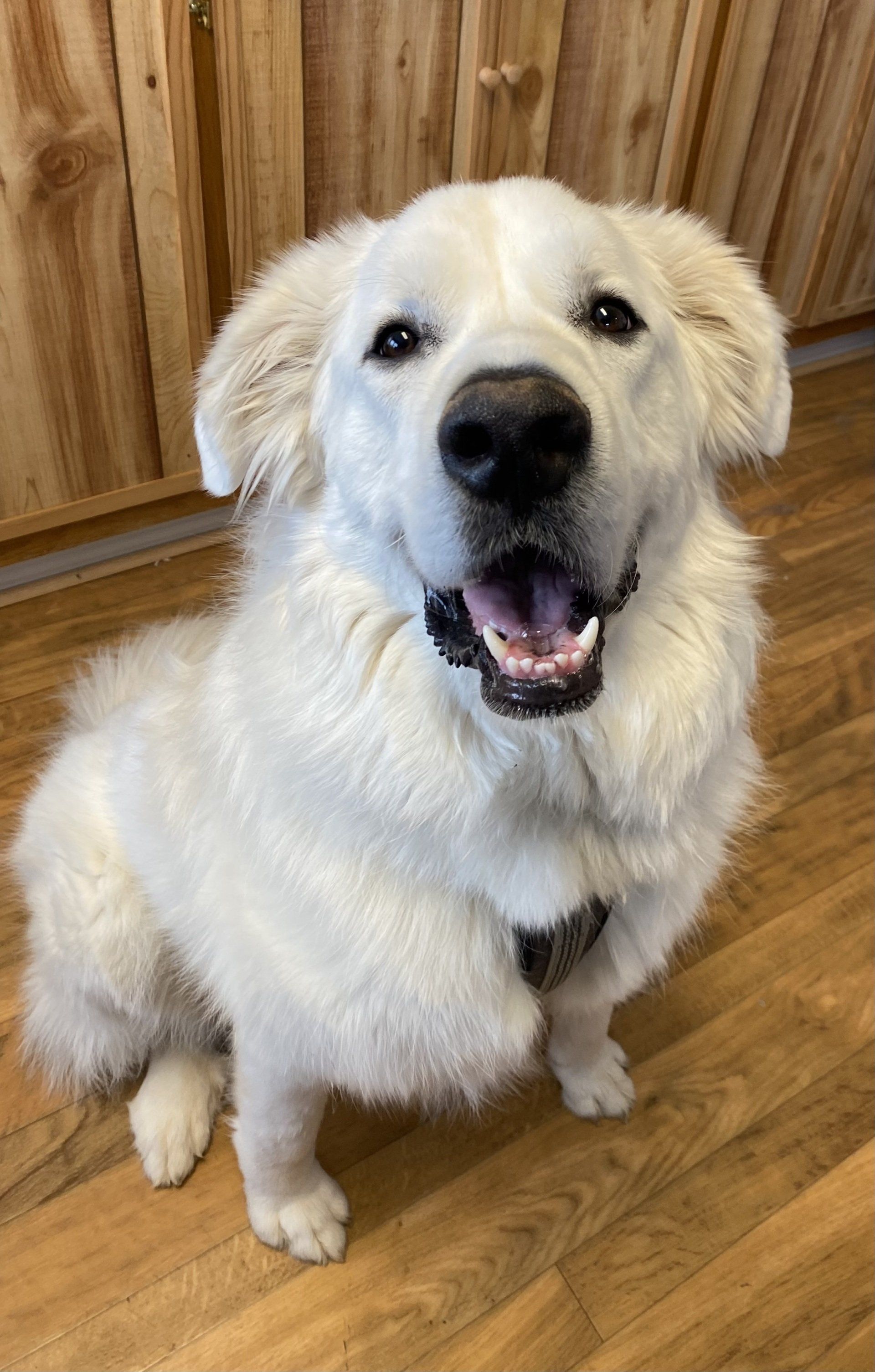 Dental Care - Lexington, KY - North Lexington Veterinary