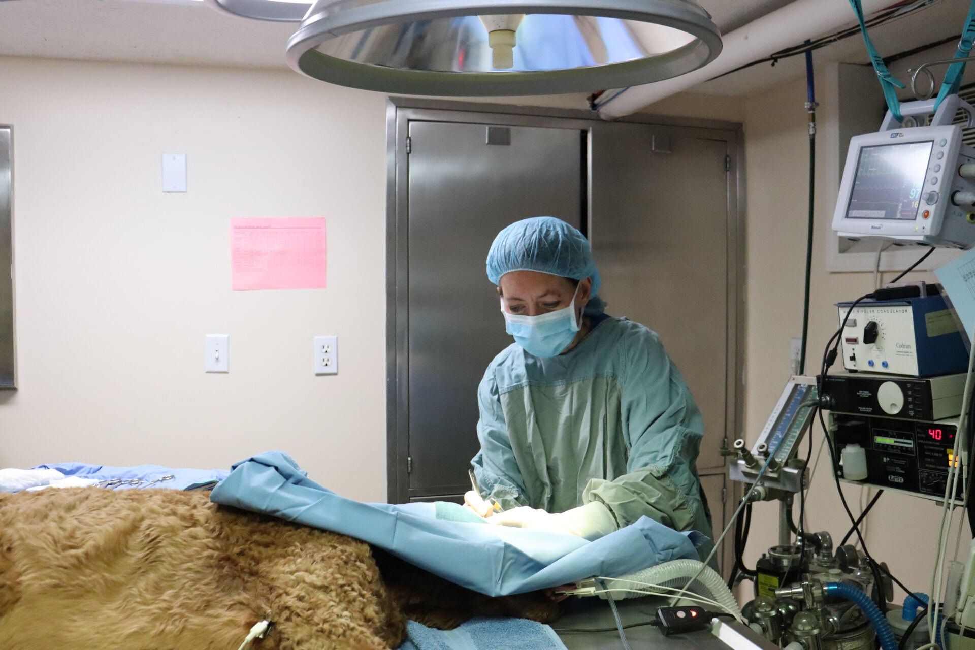 Surgical Services - Lexington, KY - North Lexington Veterinary