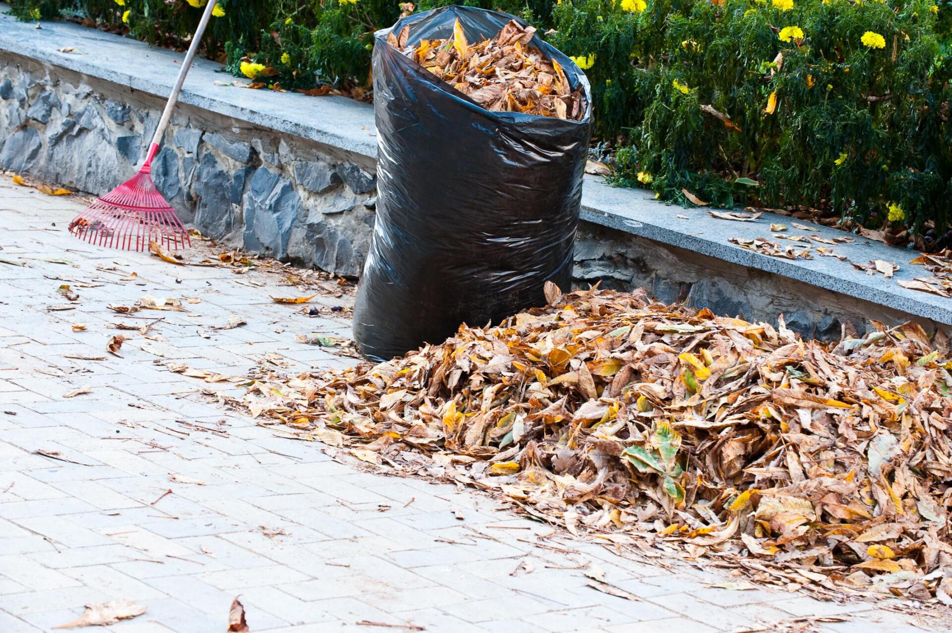 dried leaves in the black garbagebag