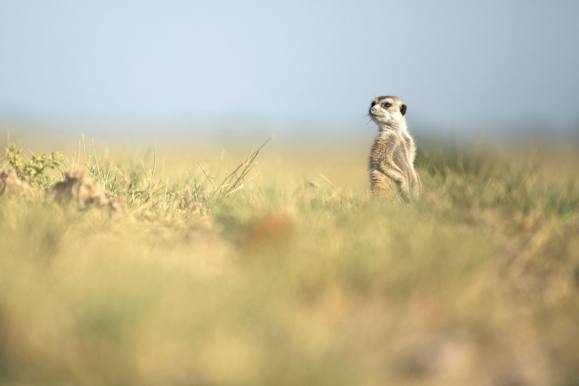 Meerkat standing upright in a grassy field, looking alert against a blue sky.