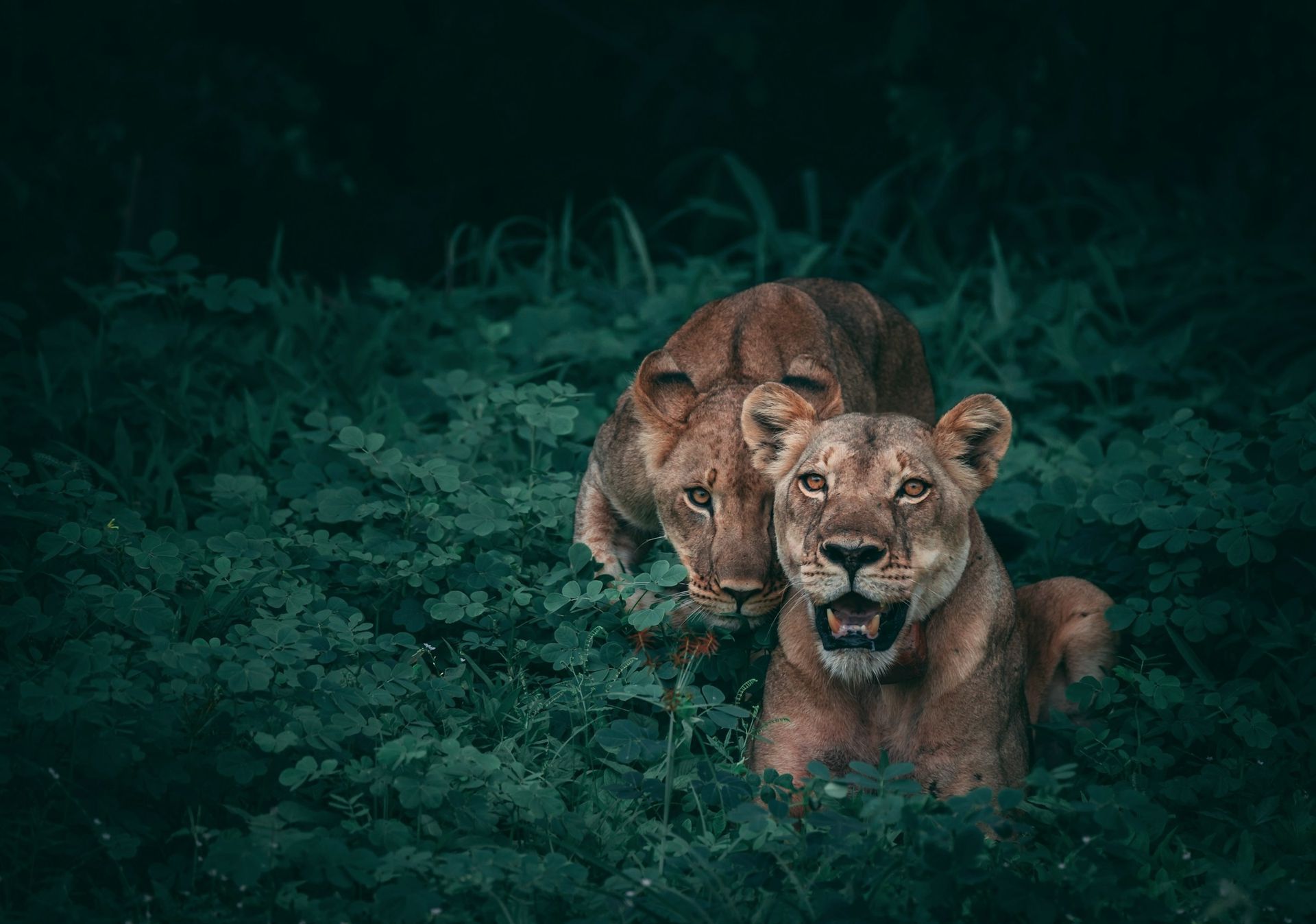 Two lionesses in green foliage, one looking forward with mouth open, the other behind.