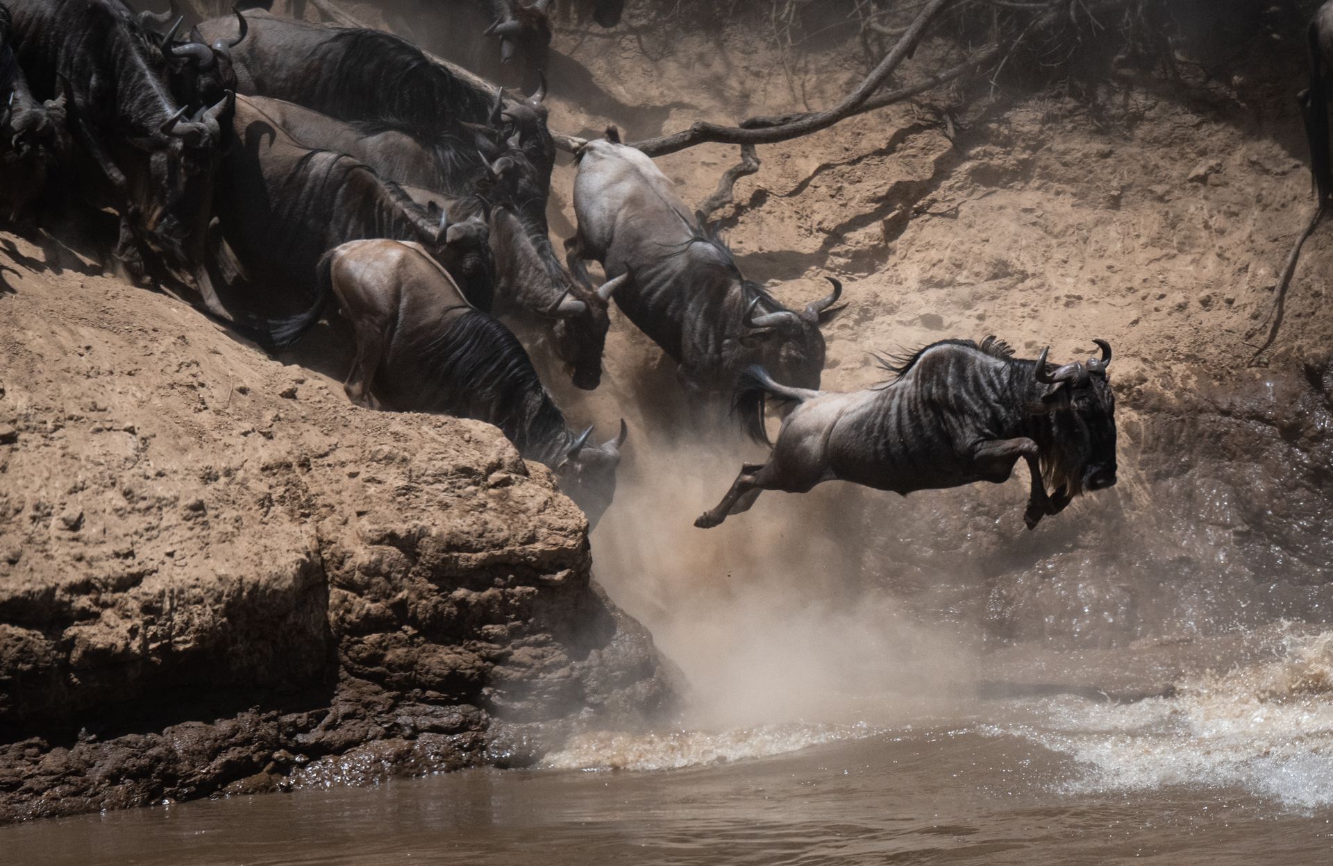 Wildebeest leap from a muddy bank into a river, kicking up water.