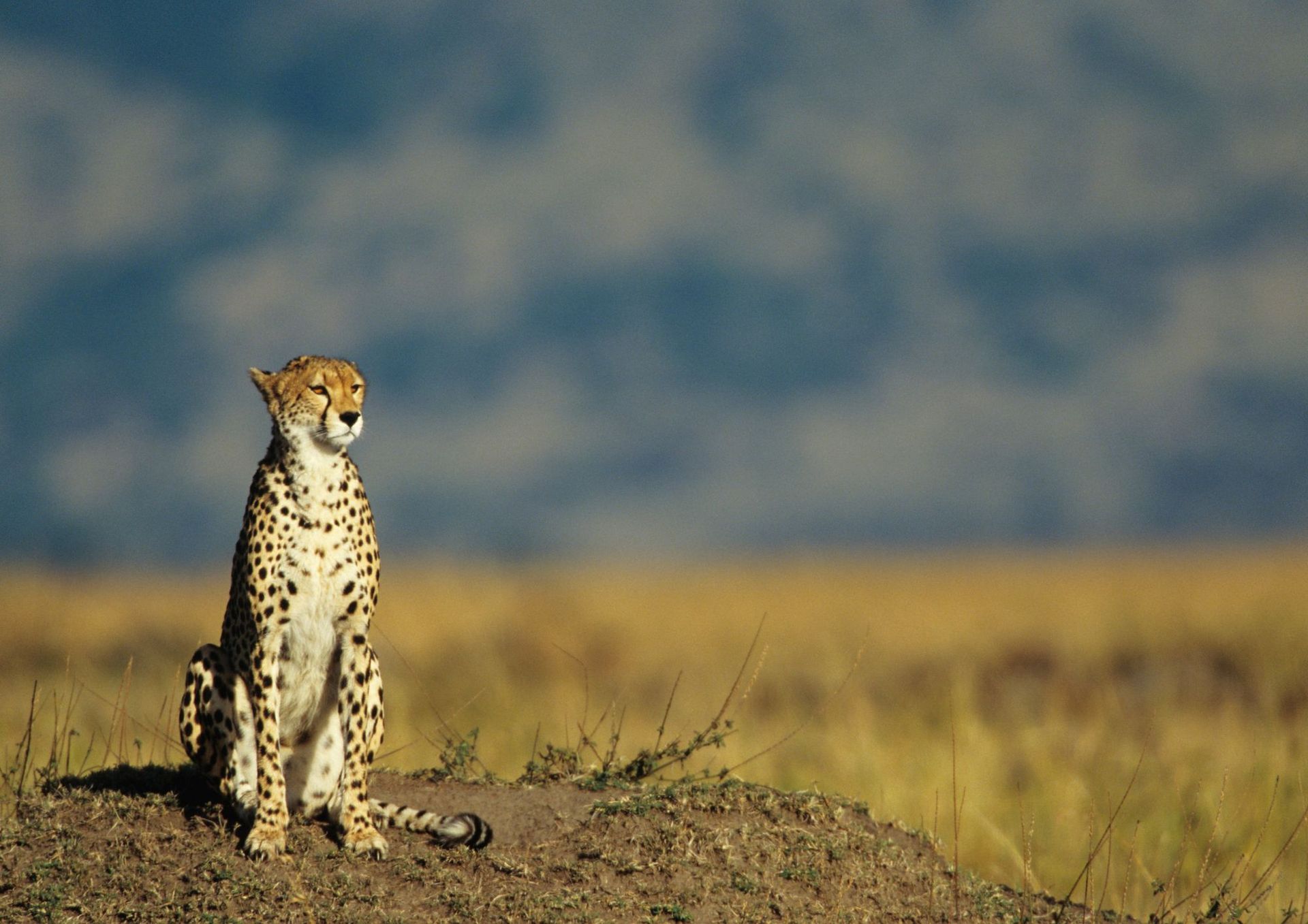 Cheetah sitting on a mound in a savanna, looking alert with blue sky background.